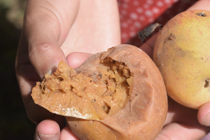 La mosca de la fruta en San Benito se está volviendo “incontrolable”