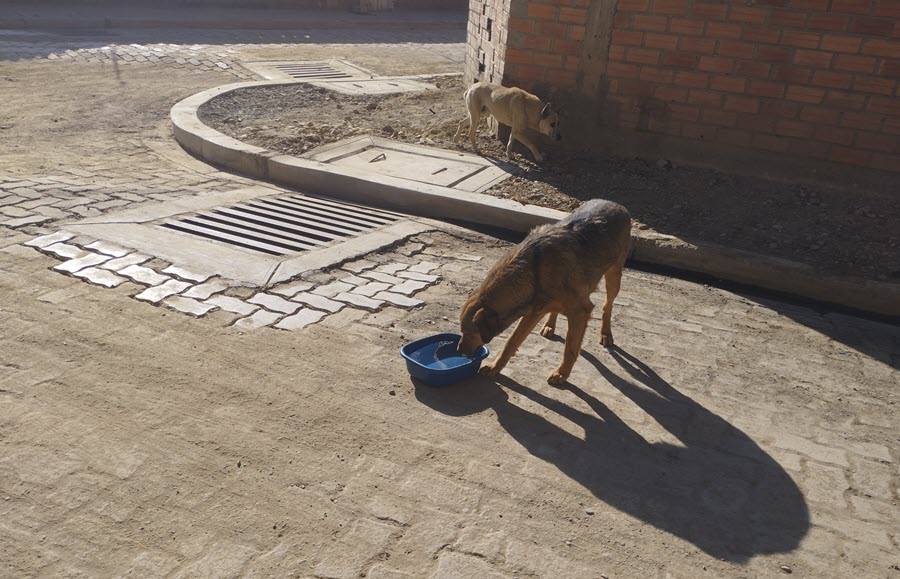 En un barrio alteño dejan agua para los animales