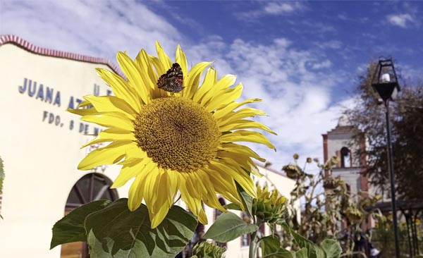 Lindas flores y árboles alegran la vida en Uyuni 